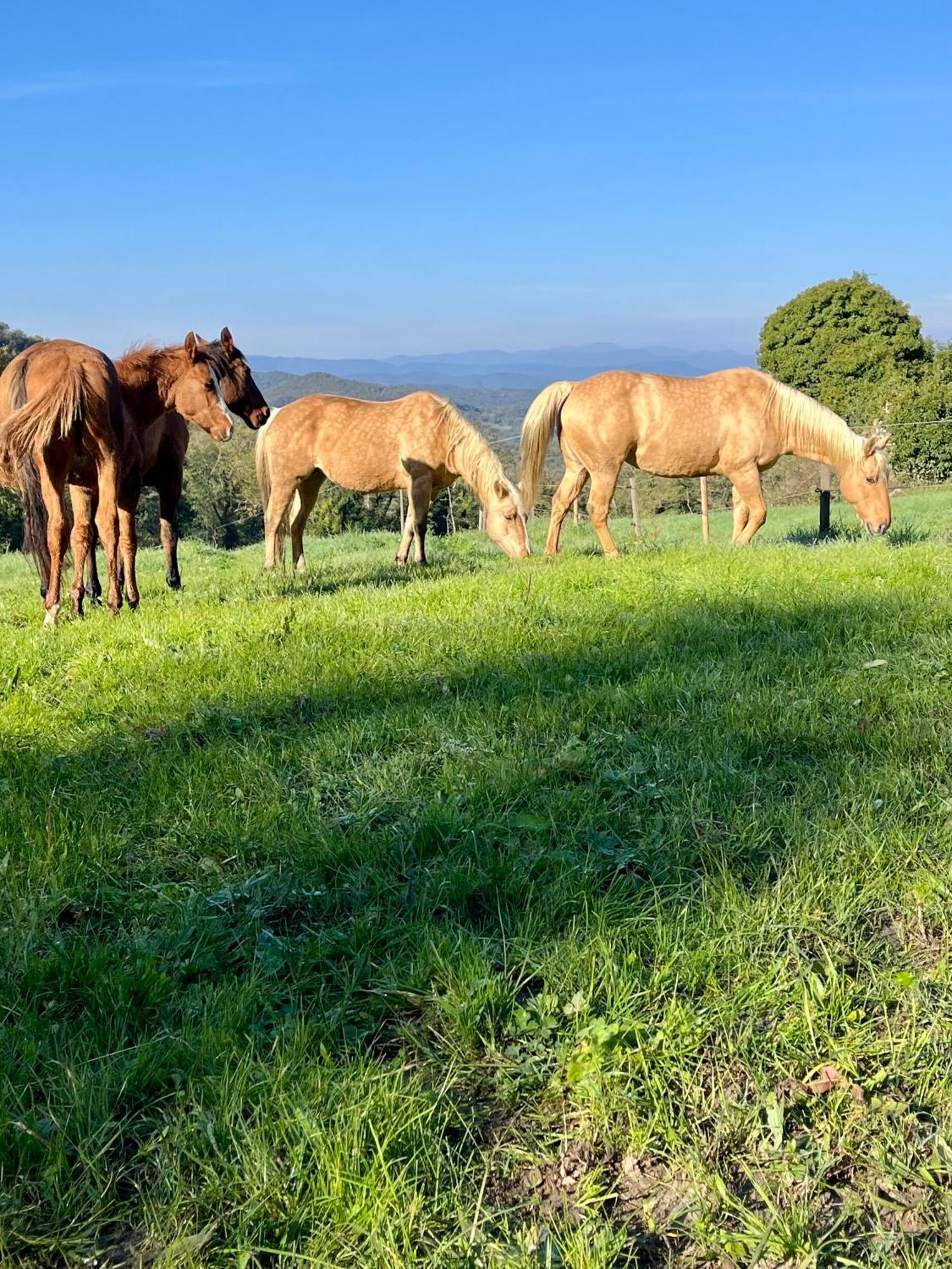 Serene Country Residence, Mugello Near La Prunetina